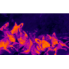 UTx210W - IR monoculare 256x194pixel 18 x13  FOV